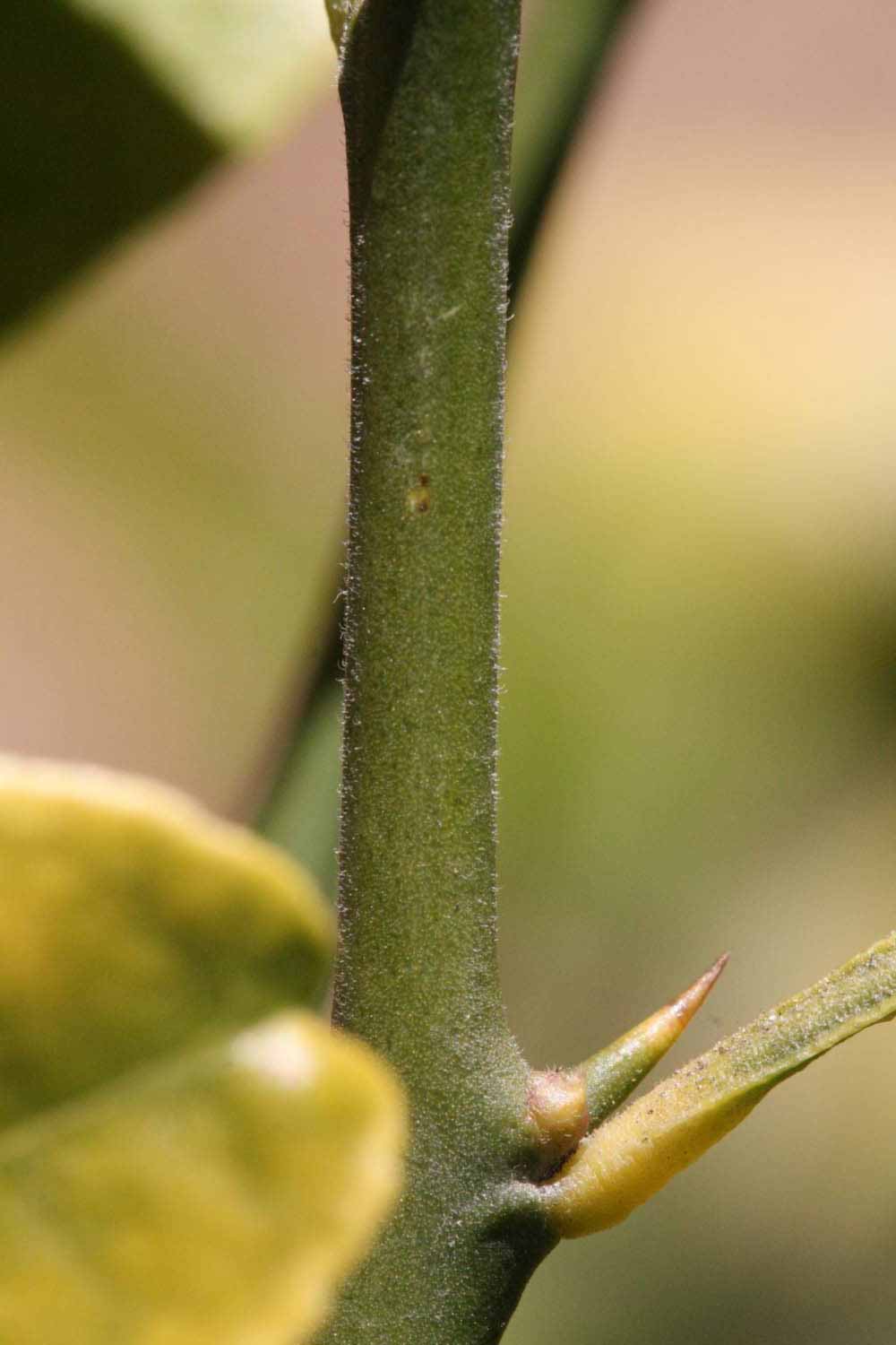              First year twig (Riverside, CA)       